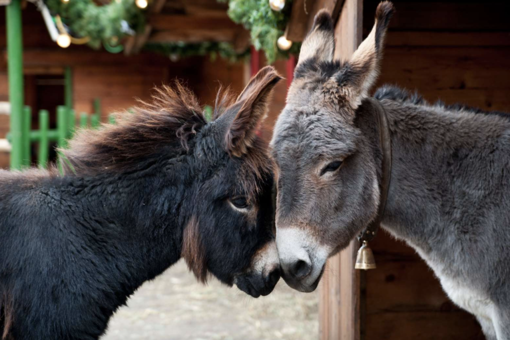 donkeys