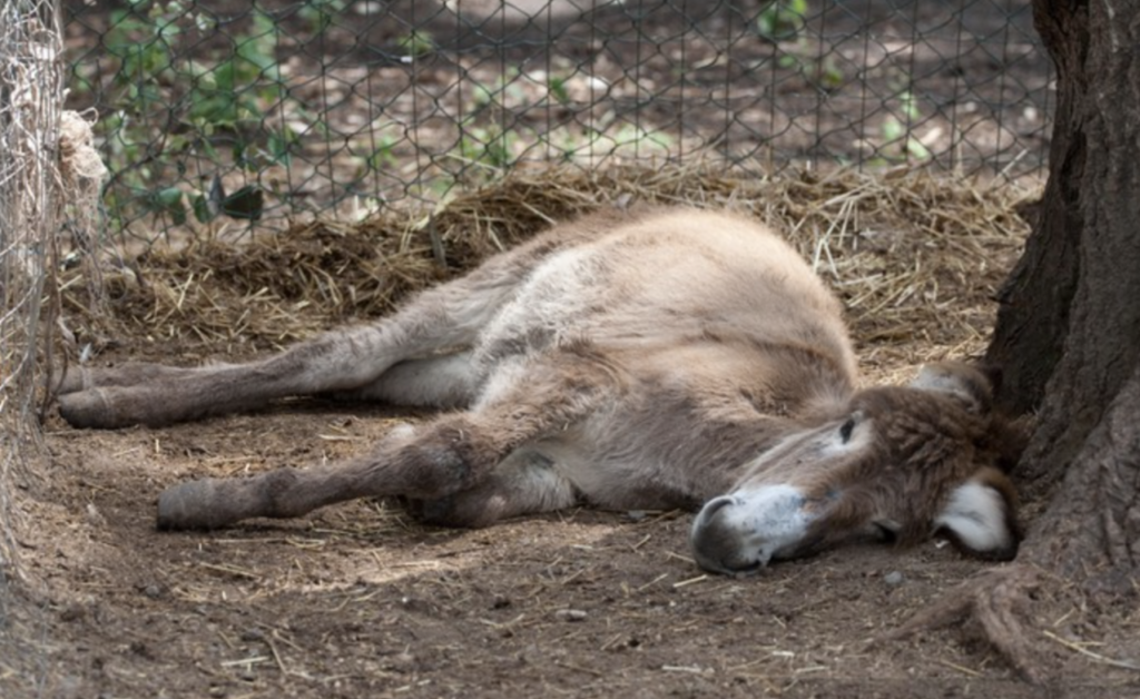 donkey