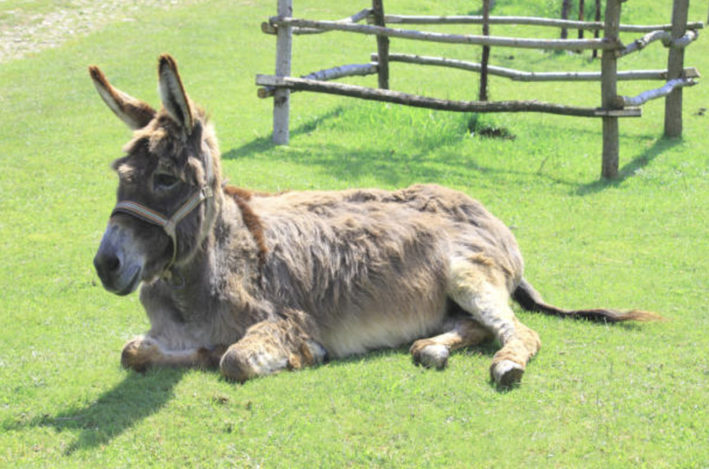 donkey