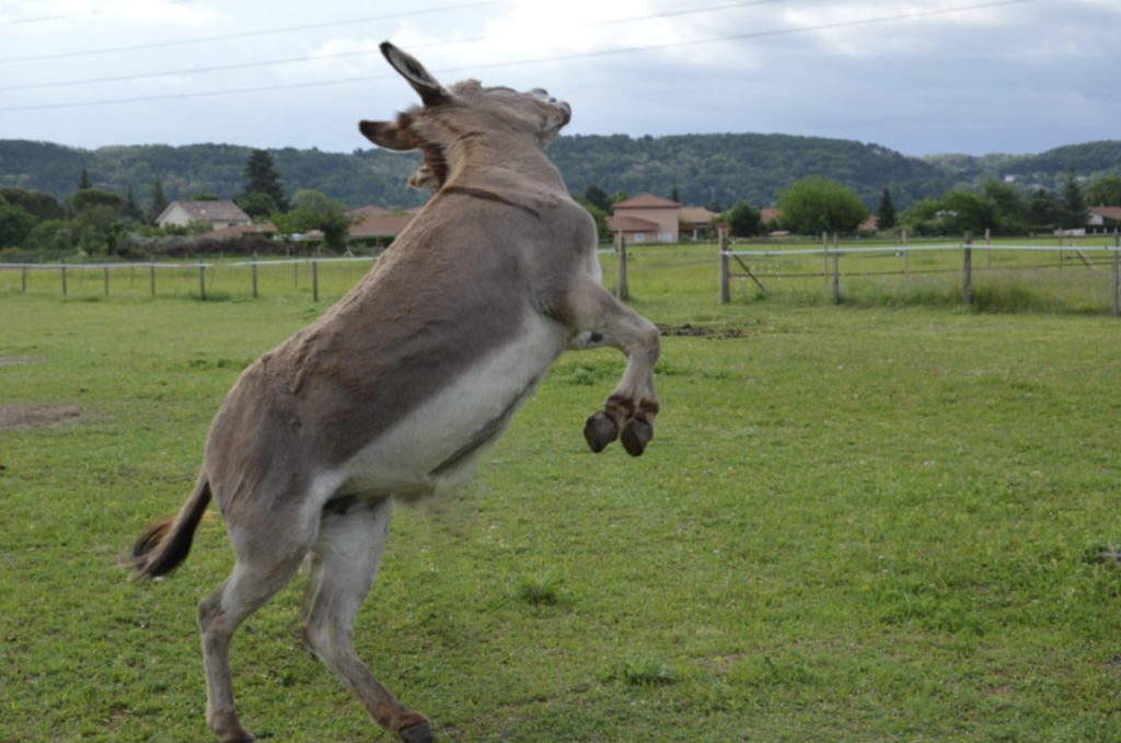 donkey