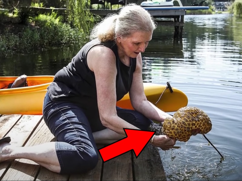 Mollusk