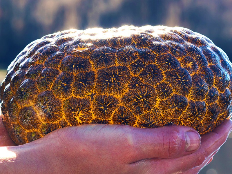 Mollusk