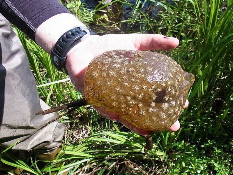 Mollusk