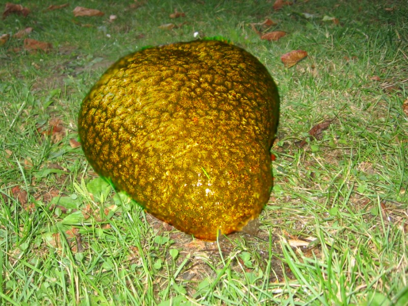 Mollusk