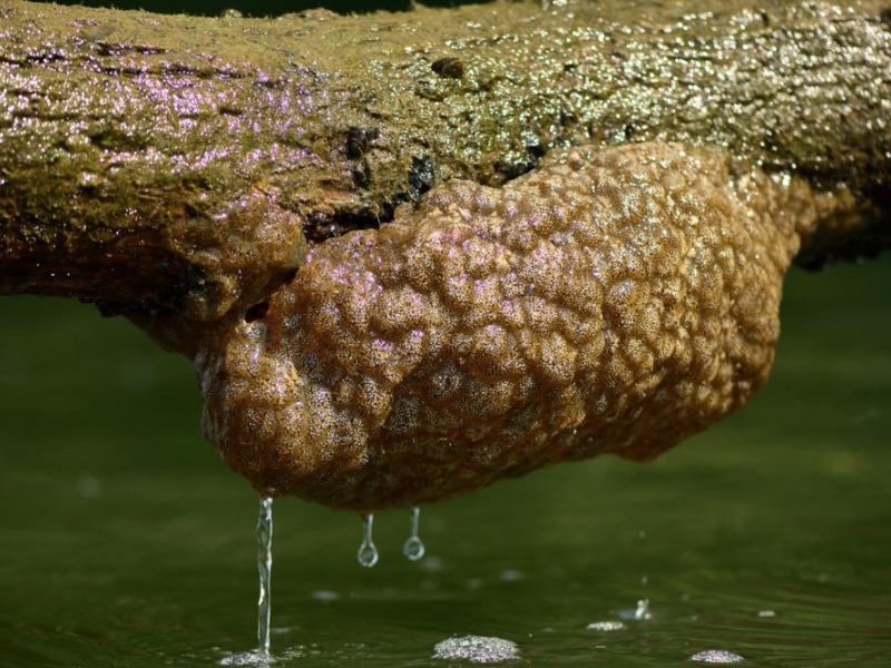 Mollusk