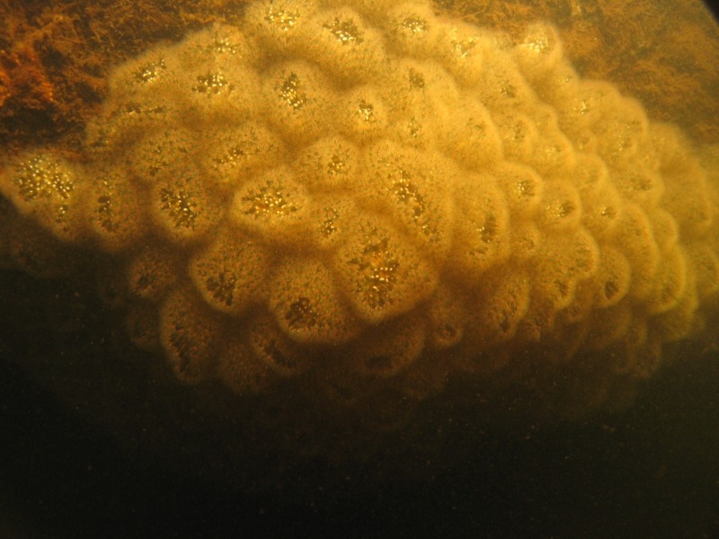 Mollusk