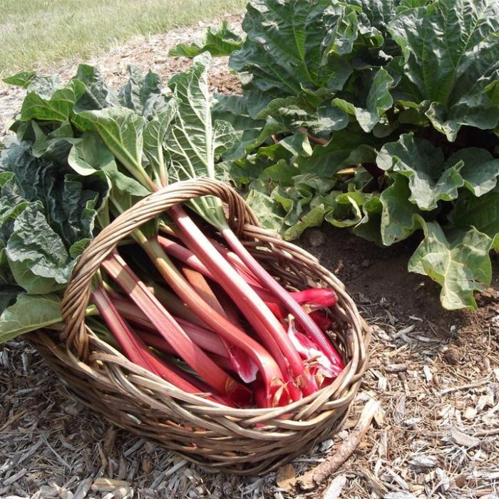 Rhubarb